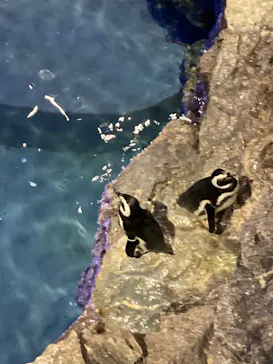 すみだ水族館に投稿された画像（2021/12/4）