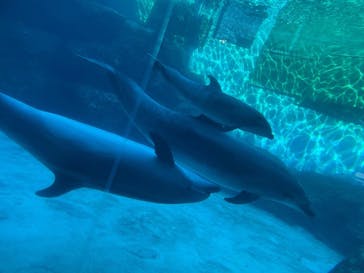 名古屋港水族館に投稿された画像（2021/12/4）
