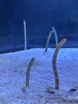 名古屋港水族館に投稿された画像（2021/12/4）