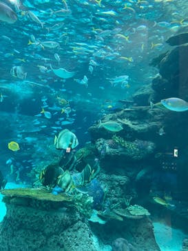 名古屋港水族館に投稿された画像（2021/12/4）