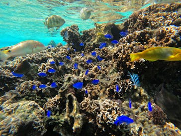 武藤潜水に投稿された画像（2021/12/4）