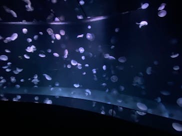 サンシャイン水族館に投稿された画像（2021/12/4）
