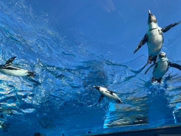 サンシャイン水族館に投稿された画像（2021/12/4）