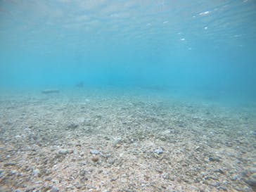 武藤潜水に投稿された画像（2021/12/4）