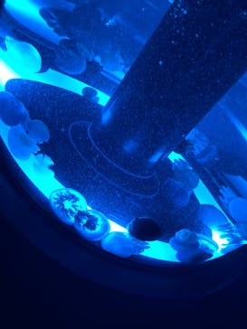 マクセル アクアパーク品川に投稿された画像（2021/12/4）