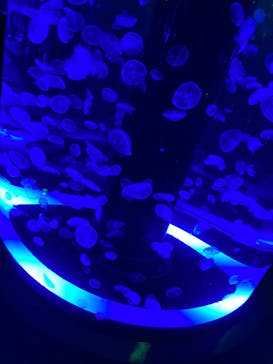 マクセル アクアパーク品川に投稿された画像（2021/12/4）