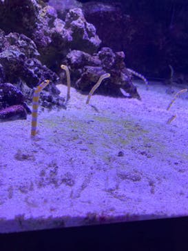 マクセル アクアパーク品川に投稿された画像（2021/12/4）