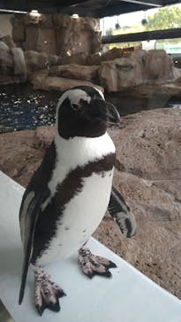 京都水族館に投稿された画像（2021/12/4）