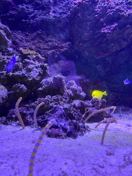 マクセル アクアパーク品川に投稿された画像（2021/12/4）