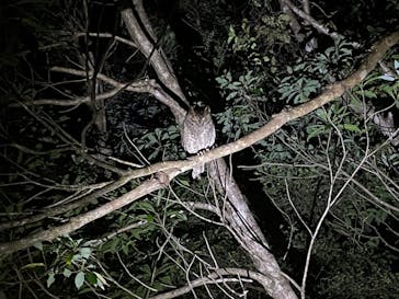 奄美ナイトツアーサービスに投稿された画像（2021/12/4）