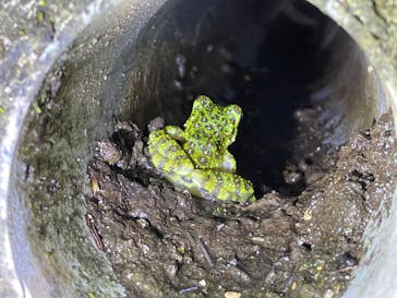 奄美ナイトツアーサービスに投稿された画像（2021/12/4）