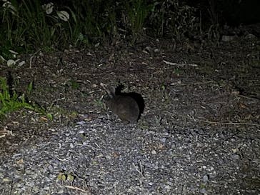 奄美ナイトツアーサービスに投稿された画像（2021/12/4）