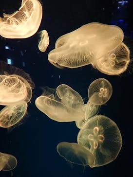 名古屋港水族館に投稿された画像（2021/12/4）