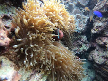 武藤潜水に投稿された画像（2021/12/4）