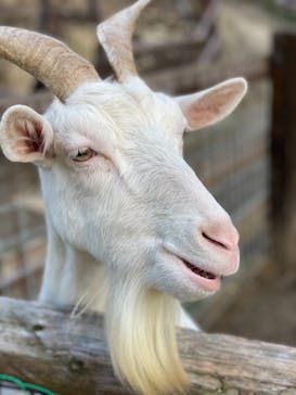 しろとり動物園に投稿された画像（2021/12/4）