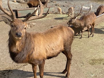 那須サファリパークに投稿された画像（2021/12/4）