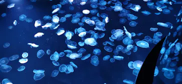 すみだ水族館に投稿された画像（2021/12/4）