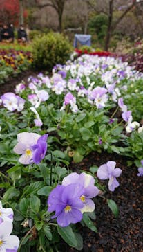 よみうりランド HANA･BIYORIに投稿された画像（2021/11/28）