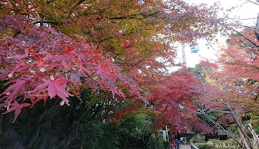 よみうりランド HANA･BIYORIに投稿された画像（2021/11/28）