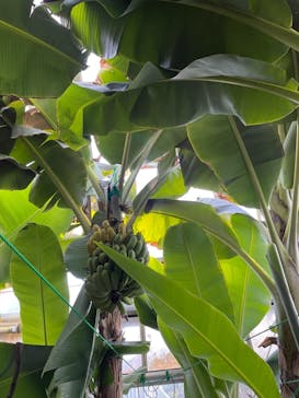 熱川バナナワニ園に投稿された画像（2021/12/4）