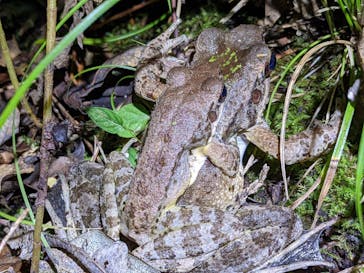 奄美ナイトツアーサービスに投稿された画像（2021/12/4）