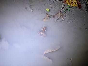 奄美ナイトツアーサービスに投稿された画像（2021/12/4）