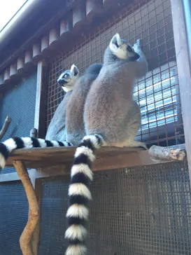 神戸どうぶつ王国に投稿された画像（2021/12/4）