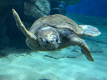 名古屋港水族館に投稿された画像（2021/12/4）