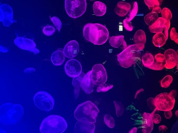 名古屋港水族館に投稿された画像（2021/12/4）