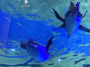 すみだ水族館に投稿された画像（2021/12/4）