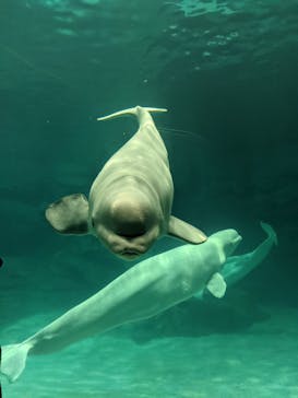 名古屋港水族館に投稿された画像（2021/12/4）