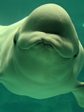 名古屋港水族館に投稿された画像（2021/12/4）