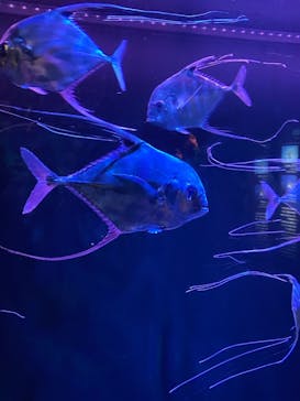 大分マリーンパレス水族館 「うみたまご」に投稿された画像（2021/12/4）