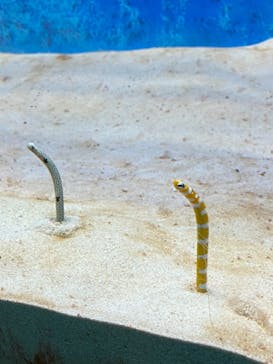 大分マリーンパレス水族館 「うみたまご」に投稿された画像（2021/12/4）