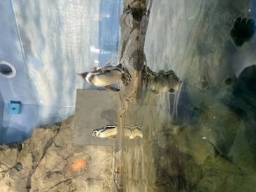 新江ノ島水族館に投稿された画像（2021/12/4）