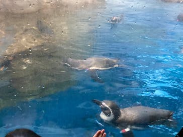 新江ノ島水族館に投稿された画像（2021/12/4）