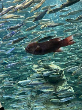 サンシャイン水族館に投稿された画像（2021/12/4）