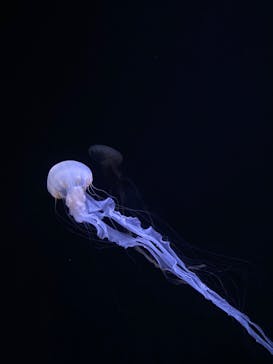 サンシャイン水族館に投稿された画像（2021/12/4）