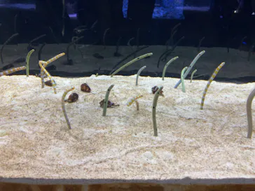 すみだ水族館に投稿された画像（2021/12/4）