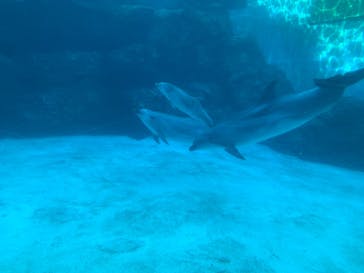 名古屋港水族館に投稿された画像（2021/12/4）