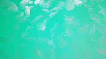 アクアワールド茨城県大洗水族館に投稿された画像（2021/12/4）