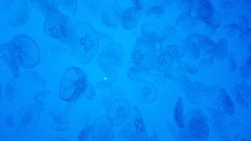 アクアワールド茨城県大洗水族館に投稿された画像（2021/12/4）