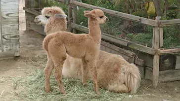 神戸どうぶつ王国に投稿された画像（2021/12/4）