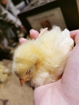 Moff animal world MARK IS みなとみらい店に投稿された画像（2021/12/4）