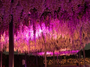 東京メガイルミに投稿された画像（2021/12/4）