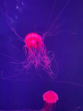 すみだ水族館に投稿された画像（2021/12/5）