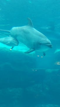 名古屋港水族館に投稿された画像（2021/12/5）