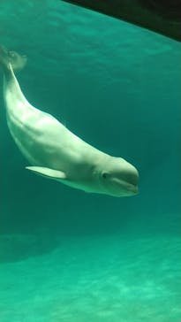 名古屋港水族館に投稿された画像（2021/12/5）