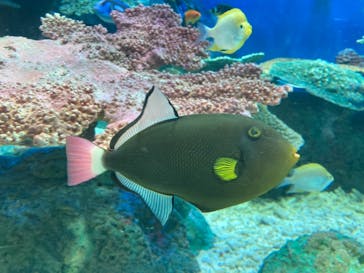 しながわ水族館に投稿された画像（2021/12/5）