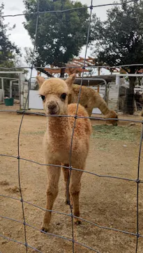 神戸どうぶつ王国に投稿された画像（2021/12/5）